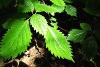 樹海ネイチャーツアー