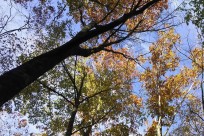 樹海ネイチャーツアー