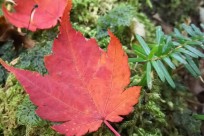 樹海ネイチャーツアー