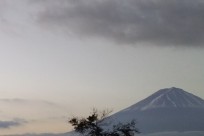 樹海ネイチャーツアー