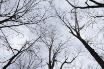 樹海ネイチャーツアー