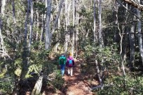 樹海ネイチャーツアー