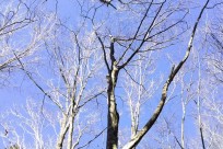 樹海ネイチャーツアー