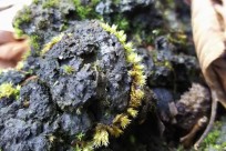 樹海ネイチャーツアー