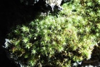 樹海ネイチャーツアー