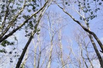 樹海ネイチャーツアー