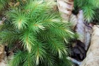 樹海ネイチャーツアー