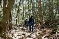 樹海ネイチャーツアー