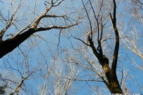 樹海ネイチャーツアー