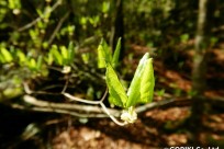 樹海ネイチャーツアー