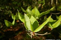 樹海ネイチャーツアー
