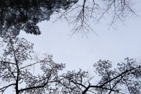 樹海ネイチャーツアー・取材対応