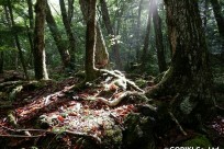 樹海ネイチャーツアー