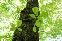 樹海ネイチャーツアー