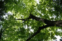 樹海ネイチャーツアー