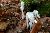 樹海ネイチャーツアー