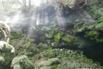 樹海ネイチャーツアー