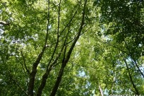 樹海ネイチャーツアー