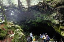 樹海ネイチャーツアー