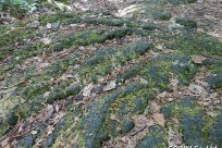 樹海ネイチャーツアー