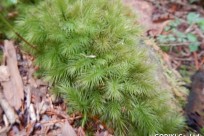 樹海ネイチャーツアー