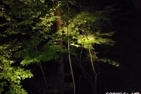 星のや富士様（ナイトライトウォッチング）