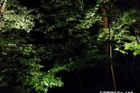 星のや富士様（ナイトライトウォッチング）