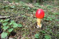 樹海ネイチャーツアー