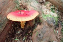 樹海ネイチャーツアー