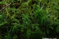 樹海ネイチャーツアー