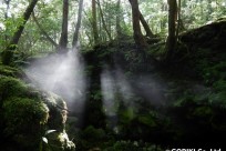 樹海ネイチャーツアー（取材対応）