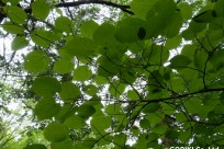 樹海ネイチャーツアー