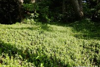 (株)マップクエスト様（五合目ネイチャートレイル）