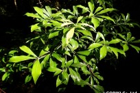 樹海ネイチャーツアー