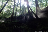樹海ネイチャーツアー