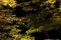 星のや富士様（ナイトライトウォッチング）