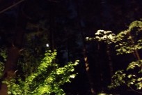 星のや富士様（ナイトライトウォッチング）