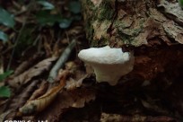 樹海ネイチャーツアー