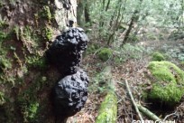 樹海ネイチャーツアー