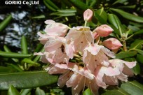 富士登山シャイニングツアー