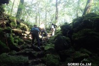 樹海ネイチャーツアー