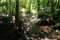 樹海ネイチャーツアー