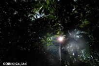 樹海ネイチャーツアー