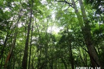 樹海ネイチャーツアー