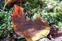 樹海ネイチャーツアー