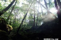 樹海ネイチャーツアー