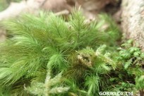 樹海ネイチャーツアー