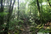 樹海ネイチャーツアー