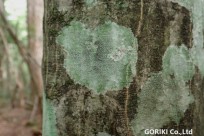 樹海ネイチャーツアー