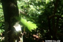 樹海ネイチャーツアー